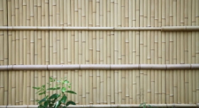 BAMBOO
